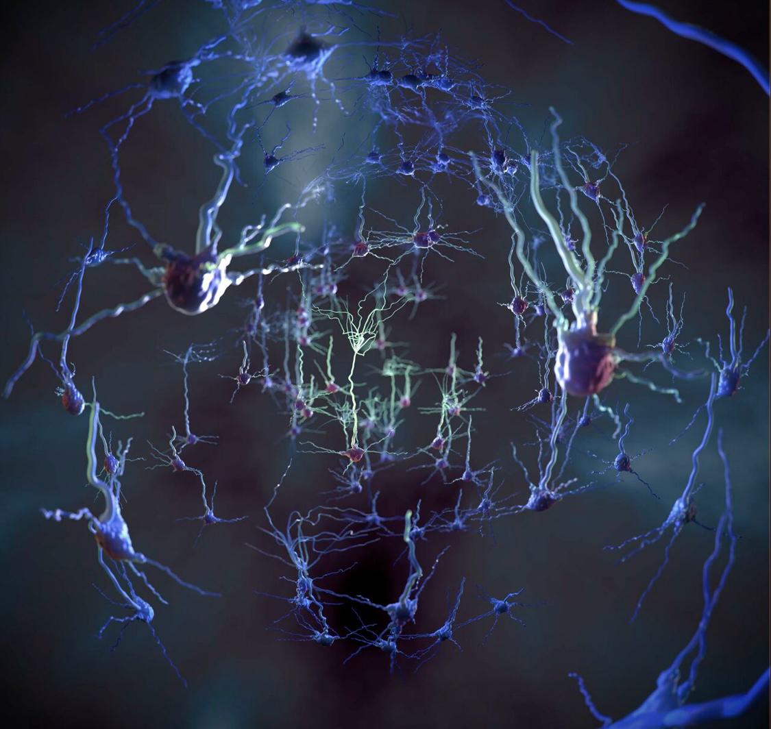 Visualisierung von Neuronen in einem menschlichen Gehirn